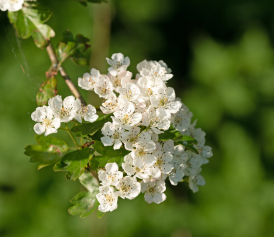 Potenzialità terapeutiche e applicazioni salutistiche del biancospino biancospino benefici cardiovascolari ipertensione