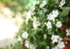 Bacopa monnieri e diabete: potenziale fitoterapico nelle complicanze Bacopa monnieri diabete
