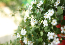 Bacopa monnieri e diabete: potenziale fitoterapico nelle complicanze Bacopa monnieri diabete