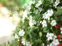 Bacopa monnieri e diabete: potenziale fitoterapico nelle complicanze Bacopa monnieri diabete