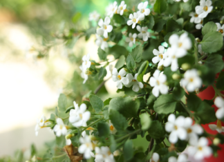 Bacopa monnieri e diabete: potenziale fitoterapico nelle complicanze Bacopa monnieri diabete
