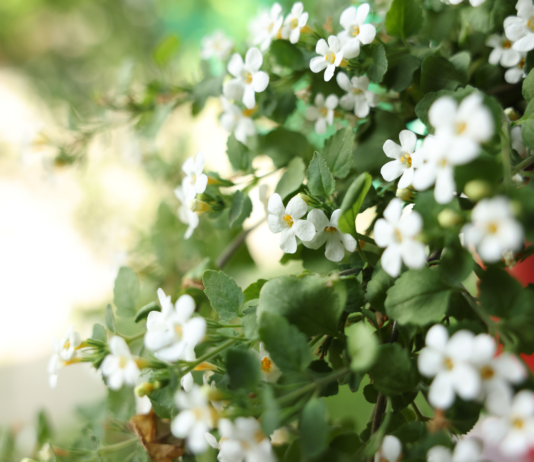 Bacopa monnieri e diabete: potenziale fitoterapico nelle complicanze Bacopa monnieri diabete