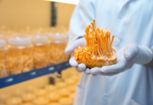 Effetti adattogeni di una formulazione di funghi medicinali su stress, fatigue e sonno funghi medicinali per stress e stanchezza
