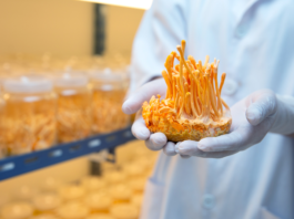 Effetti adattogeni di una formulazione di funghi medicinali su stress, fatigue e sonno funghi medicinali per stress e stanchezza