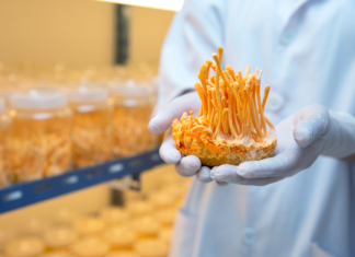 Effetti adattogeni di una formulazione di funghi medicinali su stress, fatigue e sonno funghi medicinali per stress e stanchezza
