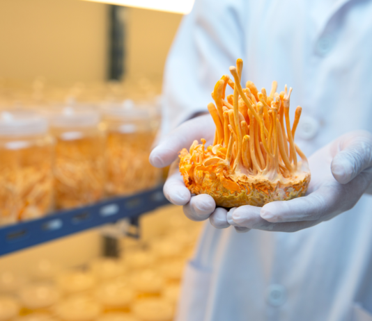 Effetti adattogeni di una formulazione di funghi medicinali su stress, fatigue e sonno funghi medicinali per stress e stanchezza