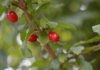 Steatosi epatica metabolica: benefici del Cornus mas sull’adiponectina Cornus mas e steatosi epatica metabolica