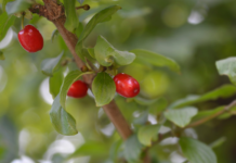 Steatosi epatica metabolica: benefici del Cornus mas sull’adiponectina Cornus mas e steatosi epatica metabolica