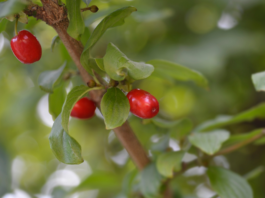 Steatosi epatica metabolica: benefici del Cornus mas sull’adiponectina Cornus mas e steatosi epatica metabolica
