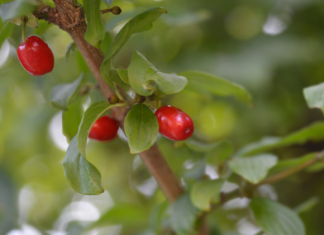 Steatosi epatica metabolica: benefici del Cornus mas sull’adiponectina Cornus mas e steatosi epatica metabolica