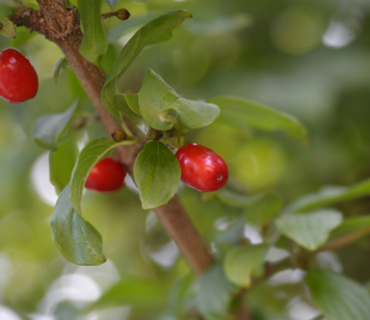 Steatosi epatica metabolica: benefici del Cornus mas sull’adiponectina Cornus mas e steatosi epatica metabolica