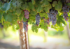 Insufficienza venosa e vene varicose, benefico dall’estratto di Vitis vinifera estratto di Vitis vinifera vene varicose