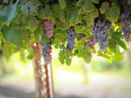 Insufficienza venosa e vene varicose, benefico dall’estratto di Vitis vinifera estratto di Vitis vinifera vene varicose