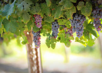 Insufficienza venosa e vene varicose, benefico dall’estratto di Vitis vinifera estratto di Vitis vinifera vene varicose