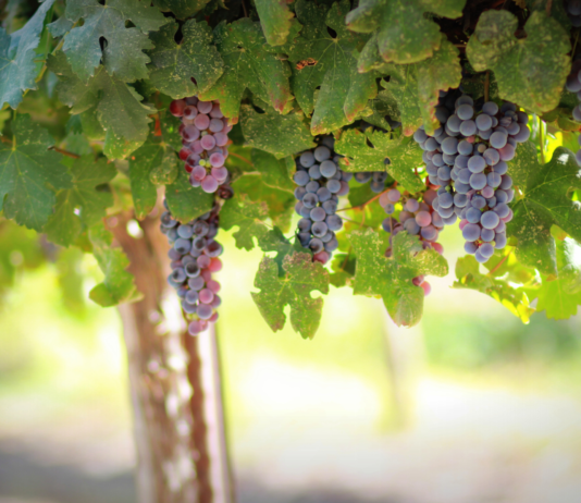 Insufficienza venosa e vene varicose, benefico dall’estratto di Vitis vinifera estratto di Vitis vinifera vene varicose