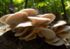 Pleurotus ostreatus: benefici per cervello e infiammazione Pleurotus ostreatus benefici cervello