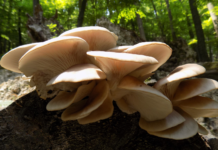 Pleurotus ostreatus: benefici per cervello e infiammazione Pleurotus ostreatus benefici cervello