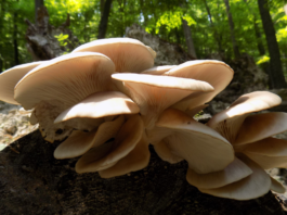 Pleurotus ostreatus: benefici per cervello e infiammazione Pleurotus ostreatus benefici cervello