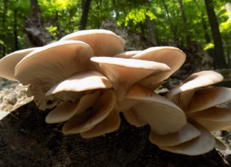 Pleurotus ostreatus: benefici per cervello e infiammazione Pleurotus ostreatus benefici cervello