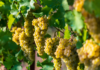 Un estratto da vinaccia di Chardonnay utile per migliorare il metabolismo lipidico vinaccia di Chardonnay
