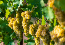 Un estratto da vinaccia di Chardonnay utile per migliorare il metabolismo lipidico vinaccia di Chardonnay