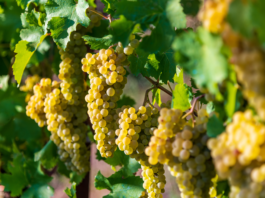 Un estratto da vinaccia di Chardonnay utile per migliorare il metabolismo lipidico vinaccia di Chardonnay