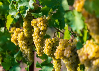 Un estratto da vinaccia di Chardonnay utile per migliorare il metabolismo lipidico vinaccia di Chardonnay
