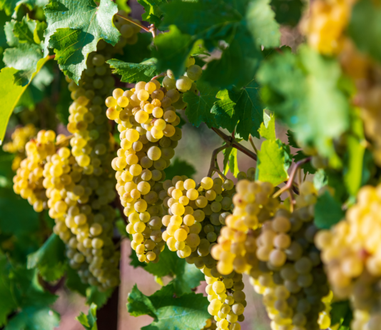 Un estratto da vinaccia di Chardonnay utile per migliorare il metabolismo lipidico vinaccia di Chardonnay
