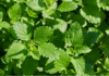 Melissa officinalis: evidenze cliniche su ansia, sonno e altri disturbi Melissa officinalis