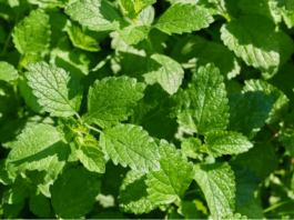 Melissa officinalis: evidenze cliniche su ansia, sonno e altri disturbi Melissa officinalis