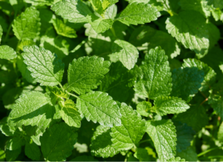 Melissa officinalis: evidenze cliniche su ansia, sonno e altri disturbi Melissa officinalis