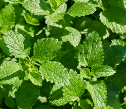 Melissa officinalis: evidenze cliniche su ansia, sonno e altri disturbi Melissa officinalis