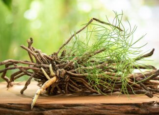 Dalla tradizione ayurvedica, una sinergia per il benessere sessuale femminile Shatavari e sessualità femminile