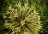 Uncaria rhynchophylla: proprietà e potenziale terapeutico Uncaria rhynchophylla proprietà