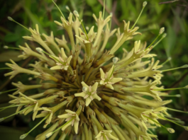 Uncaria rhynchophylla: proprietà e potenziale terapeutico Uncaria rhynchophylla proprietà