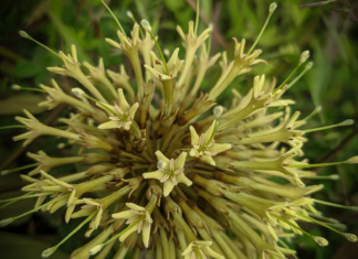 Uncaria rhynchophylla: proprietà e potenziale terapeutico Uncaria rhynchophylla proprietà