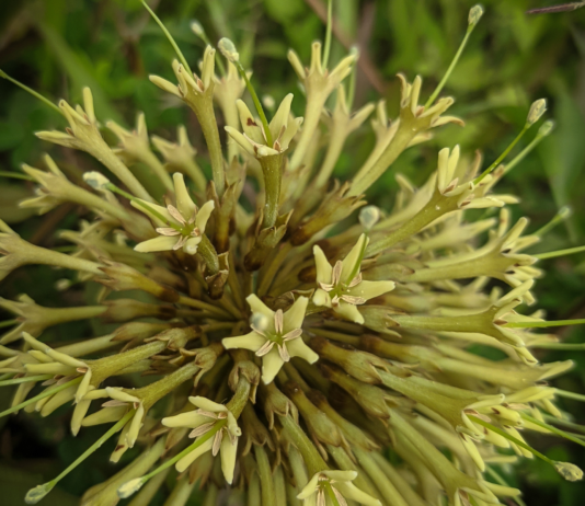 Uncaria rhynchophylla: proprietà e potenziale terapeutico Uncaria rhynchophylla proprietà