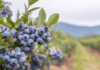 L’infuso di foglie di mirtillo fermentato migliora la continuità del sonno foglie di mirtillo e sonno