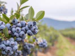 L’infuso di foglie di mirtillo fermentato migliora la continuità del sonno foglie di mirtillo e sonno