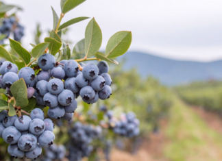 L’infuso di foglie di mirtillo fermentato migliora la continuità del sonno foglie di mirtillo e sonno