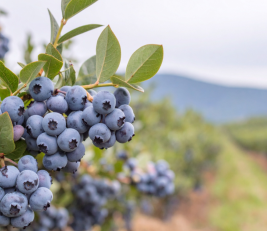 L’infuso di foglie di mirtillo fermentato migliora la continuità del sonno foglie di mirtillo e sonno