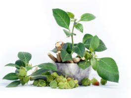 Un estratto standardizzato di Withania somnifera attivo per la gestione di stress e ansia dei pazienti ipertesi Ashwagandha per stress e ansia dei pazienti ipertesi
