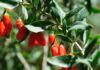 Polisaccaridi di Lycium barbarum a supporto della salute epatica asse intestino-fegato bacche di Goji