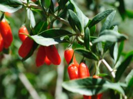 Polisaccaridi di Lycium barbarum a supporto della salute epatica asse intestino-fegato bacche di Goji