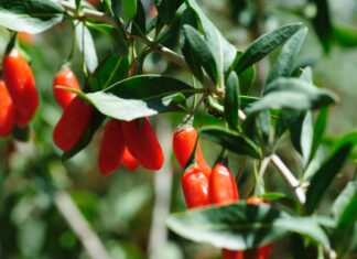 Polisaccaridi di Lycium barbarum a supporto della salute epatica asse intestino-fegato bacche di Goji
