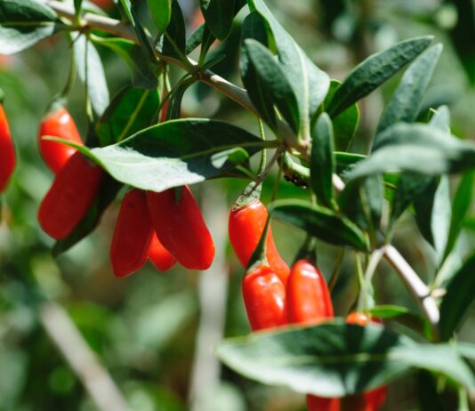 Polisaccaridi di Lycium barbarum a supporto della salute epatica asse intestino-fegato bacche di Goji