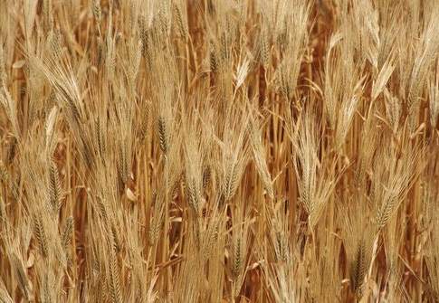 Andamento positivo per i cereali