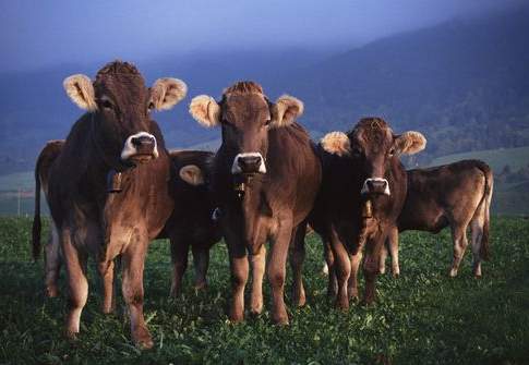 Una simbiosi a vantaggio del clima