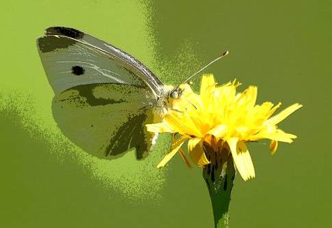 Matrimonio tra agricoltura e chimica