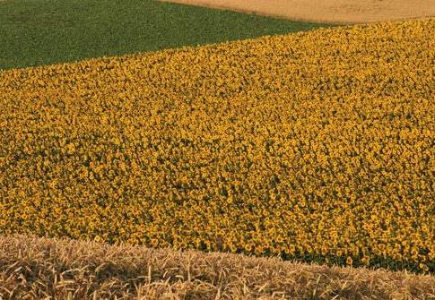 Nuove idee per l’utilizzo delle biomasse